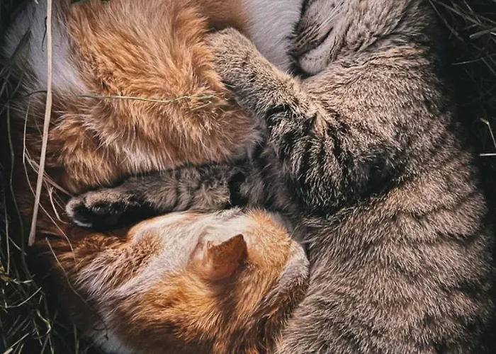 Lägenhet Heller Gengenbach